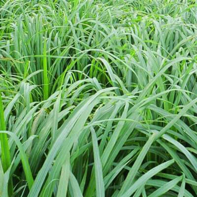 Citronella Java Oil (CT-001) - Van Aroma